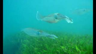 preview picture of video 'The cuttlefish of the Pomene estuary, Mozambique'