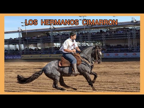 LOS HERMANOS CIMARRON #geneticacrioula  #loshermanoscimarron #cavalocrioulo