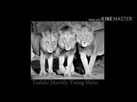 Young Tsalala/Marthly males vs Young Avoca males