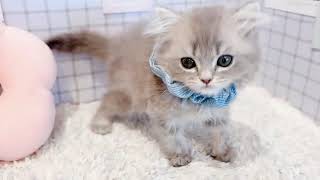 スコティッシュストレートの動画01