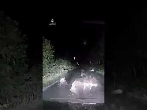 Moment mother bear slams into car to protect cub | #AJ shorts
