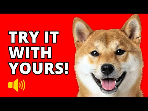 Amazing! 10 Sounds That Instantly Attract Any Dog 🐶