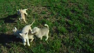 Video preview image #3 Wolf Hybrid Puppy For Sale in POWELL, TN, USA