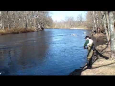 Fishing for salmon on the Mörrum river in Sweden.