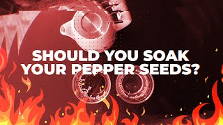 Should You Soak Pepper Seeds Before Growing? | Grow with Joe