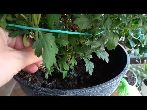 Cum ingrijim Crizantema, dar și ce facem după inflorire