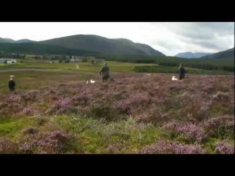 Walked up Grouse shooting