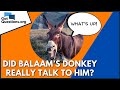 Did Balaam’s donkey really talk to him? | GotQuestions.org