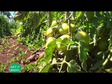 , title : 'Tips for outdoor tomato farming - Part 1'