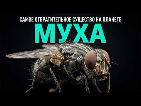 Зачем нужны мухи — правда, которую вы не знали
