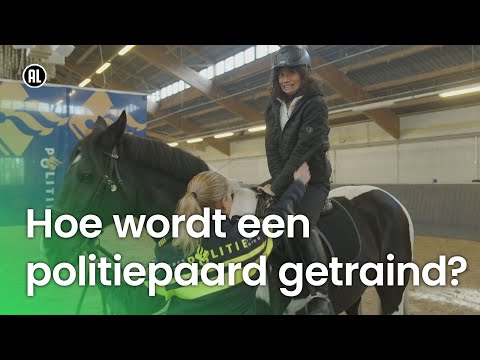 Hoe wordt een politiepaard getraind?