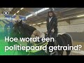 Hoe wordt een politiepaard getraind?