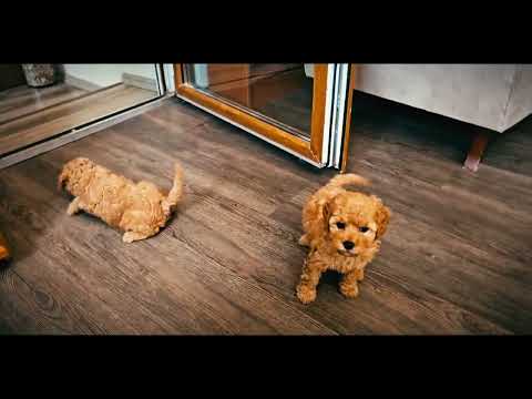 Cavapoo Welpe kaufen