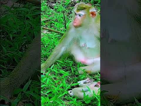 Poor Hungry Monkey Longing for His Mother's Milk