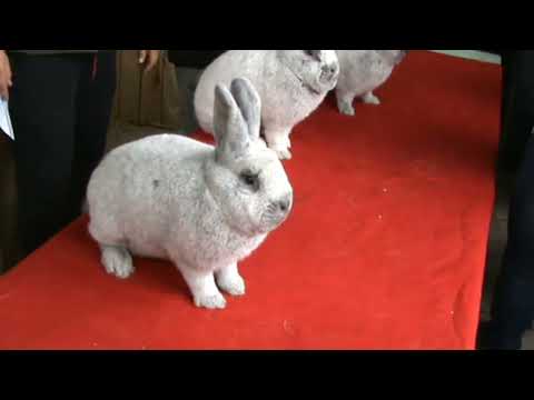 50.  Špeciálna výstava klubu králikov Vss