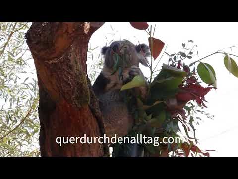Koala Zoo Zürich