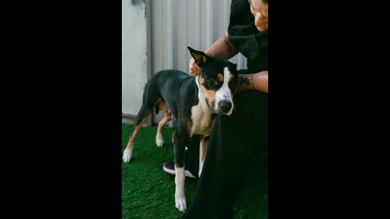 Enlarge Birdie and Bogey from the golf course, a ADOPTABLE mixed breed in Metairie, LA video 1/6