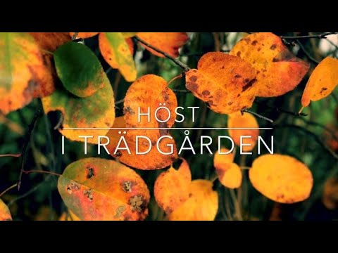 Höst i trädgården