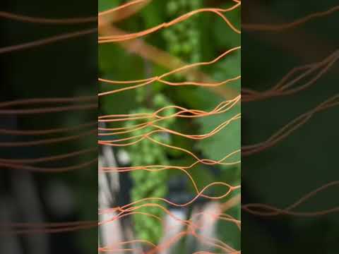 園芸 ブドウに関するよくある質問