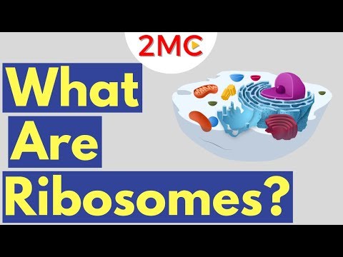 Was sind Ribosomen? | Funktion und Struktur von Ribosomen