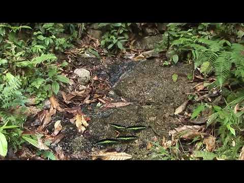 コノハムシを探しに