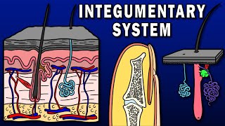 INTEGUMENTARY SYSTEM OVERVIEW - Skin, Hair, Nails, Sweat and Sebaceous Glands, etc.