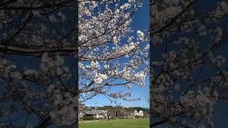 Download lagu Bunga Sakura jepang cantik nya #jepang #liburankejepang #jajananjepang #bungasakura mp3