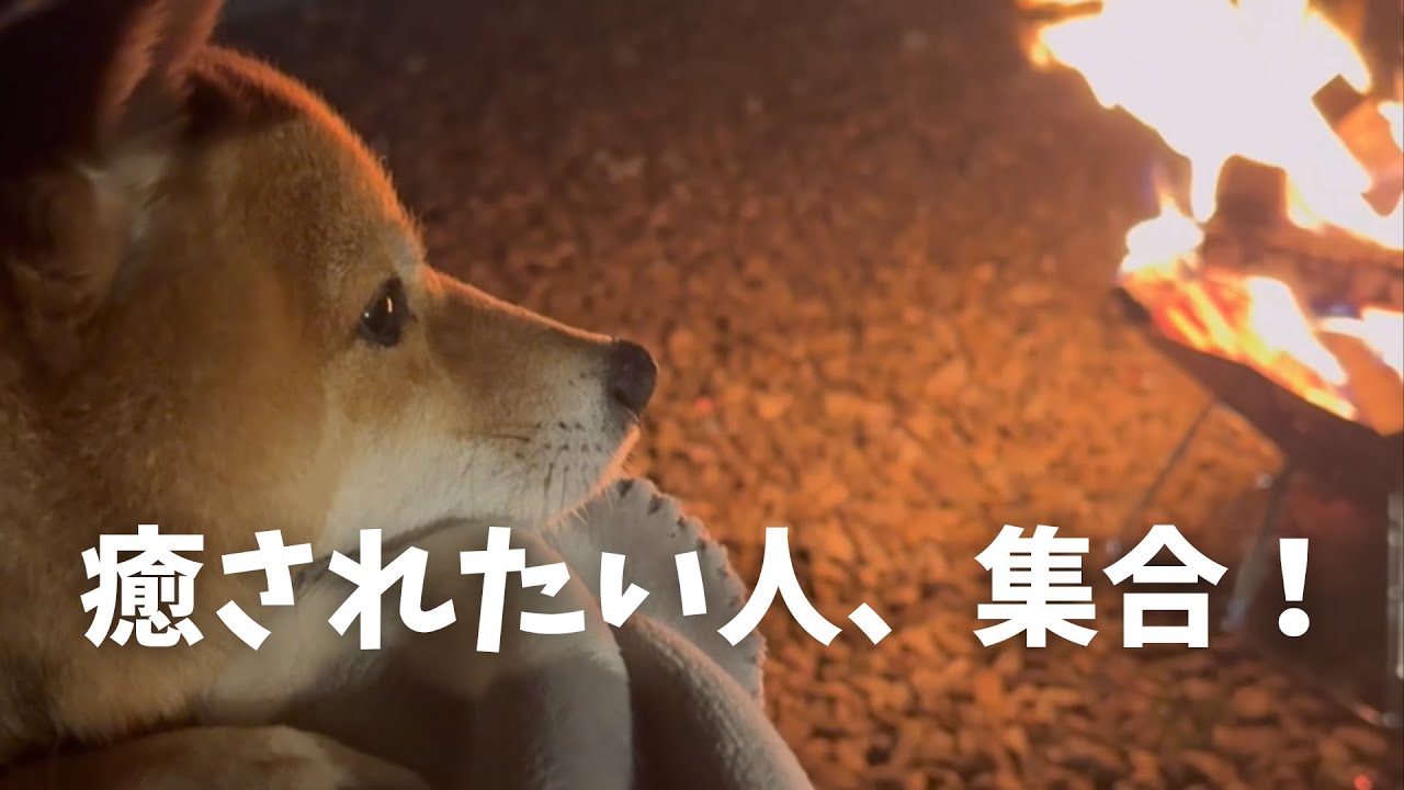 都会を離れて…豆柴と過ごす幸せなグランピング時間