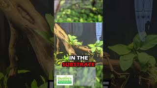 Download lagu ANUBIAS NANA (OUR BEST SELLING ANUBIAS AQUARIUM PLANT For Sale) mp3