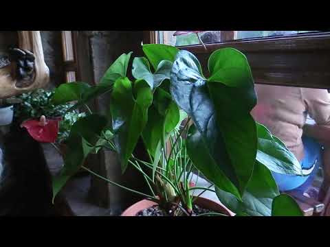 Pensiunea Vinatorul Durau