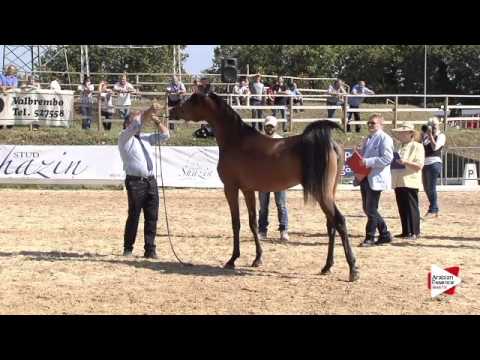 N.28 NAIMA BY FANA - Bergamo 2015 - Fillies 2 years old (Class 3A