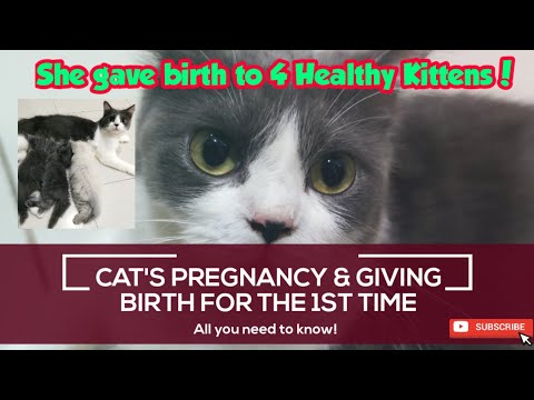 My Cat's Pregnancy Journey | All you need to know! | She gave birth to 4 Kittens!