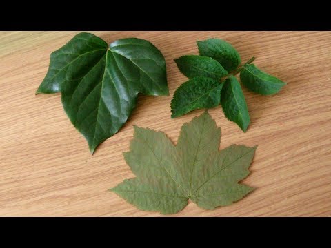download lagu mp3 mp4 How To Dry Leaves, download lagu How To Dry Leaves gratis, unduh video klip How To Dry Leaves