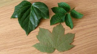 How To Dry Leaves Quickly (for crafts/ scrap booking etc)