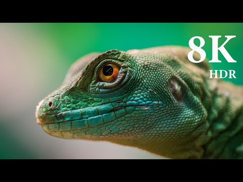 image-What is 120 frame rate?