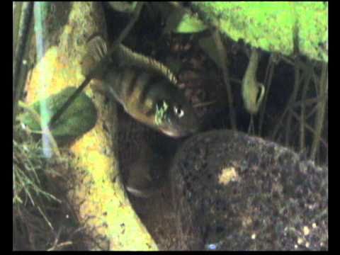 Benitochromis ufermani