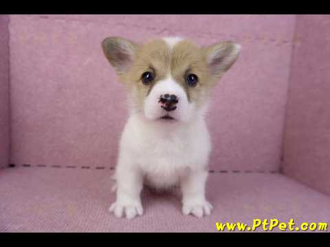 10/13雙色柯基犬母幼犬3號