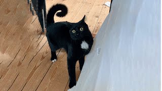My Cat Is Scared of Farts (Compilation) - TheKittyAndrea