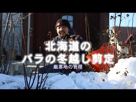 冬にバラの茂みを世話するにはどうすればよいですか？健康な低木のための正しい行動  庭園