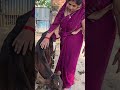 Cow Baffalo Animalfarming Animals Cattleworld Cattlefarming Farming Dairyherd