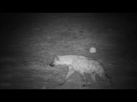Djuma  Lone Hyena drinks from the pan -  20:58 - 06/14/19