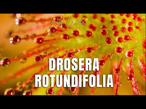 The round-leaved sundew (Drosera rotundifolia)