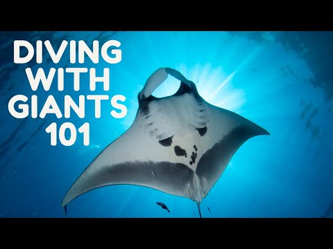 Beginners Guide To Scuba Diving With Manta Rays with Prodivers Maldives