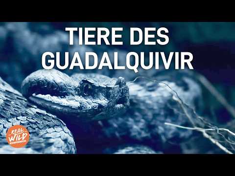 Überleben am Guadalquivir: Seltene Tiere am größten Fluss Spaniens