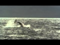 Dolphins The Wild Side