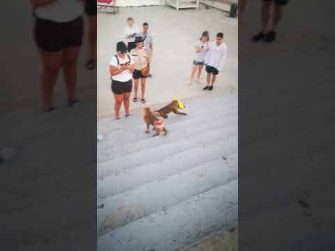 Thai monkeys stealing from tourists