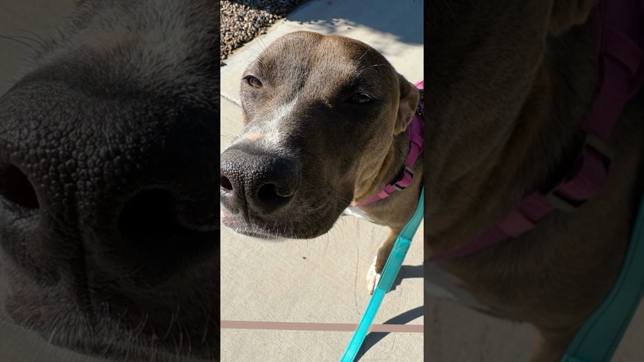 Enlarge MARIGOLD, a Adoptable mixed breed in Queen Creek, AZ video 4/4