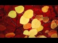 OST Love Story In Harvard Contradiction 갈등