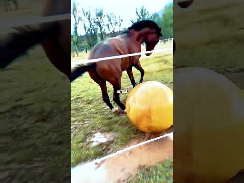🐎 Les erreurs à éviter avec un cheval 😱