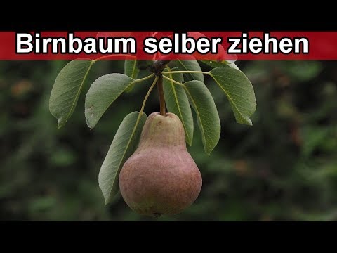 Birnbaum selber ziehen aus Kern – Anleitung Birnen Pflanzen selbst züchten